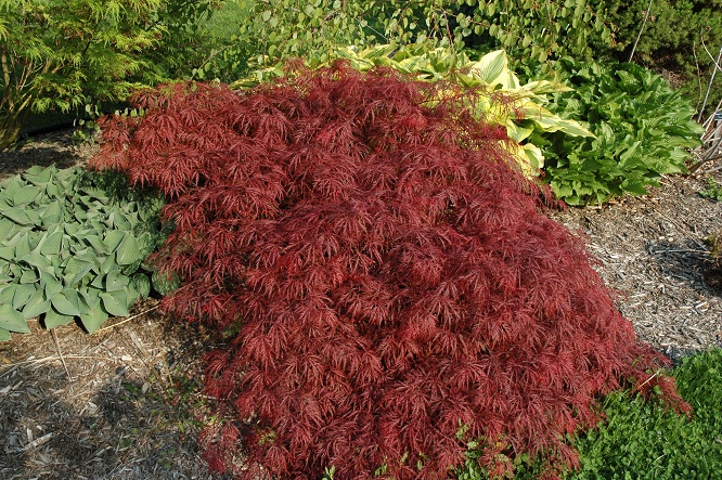Buy Garnet Japanese Maple Trees